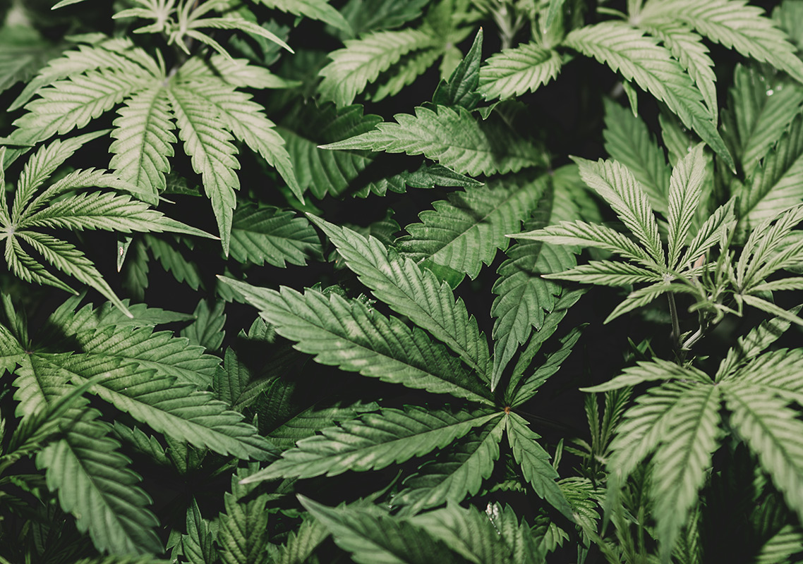 กัญชา (Cannabis)